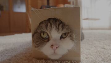 Conoce a Miru, el gato más visto de la historia de Youtube