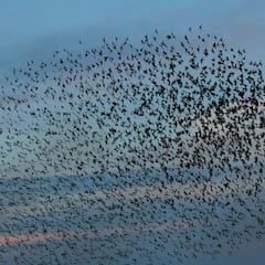 ¿Por qué los animales son capaces de presentir las catástrofes y los humanos no?