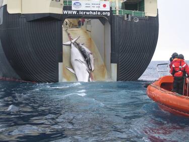 Barcelona sponsor Rakuten sells whale meat and ivory in Japan