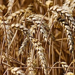 El conflicto Rusia-Ucrania puede convertir a la India en el mayor exportador mundial de trigo