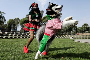 En Lima, la capital de Perú ubicada en la árida costa del Pacífico del país, han celebrado un concurso navideño para los mejores amigos del hombre.