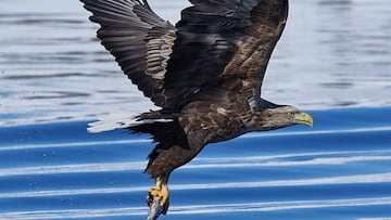 España tiene por primera vez un águila marina en 200 años