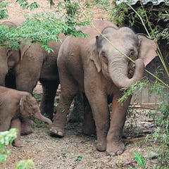 Los elefantes errantes vuelven dos años después