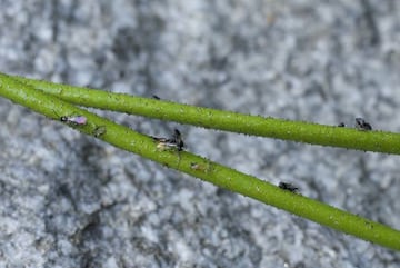 Insectos atrapados por la Triantha occidentalis