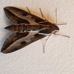 Una plaga de polillas gigantes invade Madrid