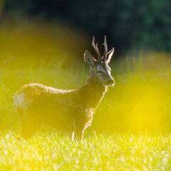 Del campo a la mesa: Corzo