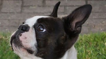 La pol¨¦mica subasta de Boss: un juzgado cataloga al perro como un bien mueble