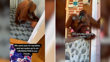 El orangután se coló en la casa de unos turistas y empezó a usar sus cosas.