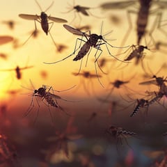 “It’s not just a mosquito”: the bite that can put you in a coma this summer