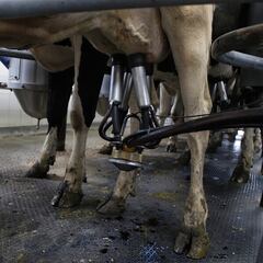 ¿Podría subir el precio de la leche en Colombia?: la preocupación del sector