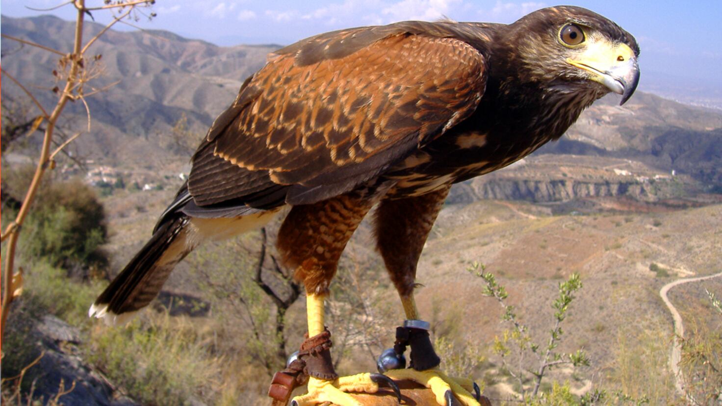 El Regreso del Halcón: La Cetrería, la Solución Ecológica y Eficaz para Controlar la Fauna Silvestre en Aeropuertos