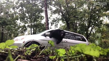 Un oso se queda se queda atrapado en un auto y sale de la manera más espectacular