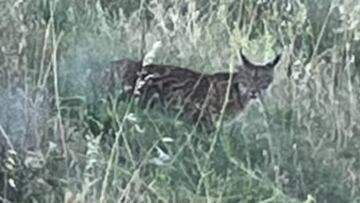 Avistan un lince en Madrid por primera vez en 30 años