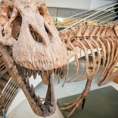 El T-Rex no era tan veloz: igual de lento que un ser humano