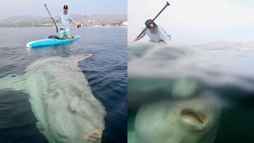Un pez globo gigante nadando junto al surfista Rich German en Laguna Beach (California, Estados Unidos).