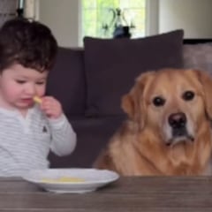 El adorable golden retriever que no duda en sumarse a un bebé en una de sus travesuras