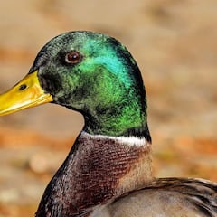 ¿Cuál es el origen de la expresión “pagar el pato” y qué significado tiene?