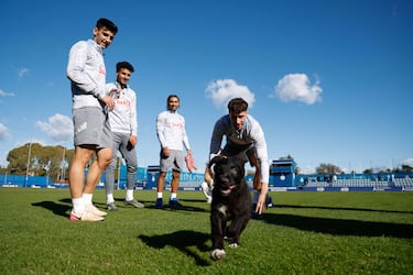 Cabrera, animalismo periquito
