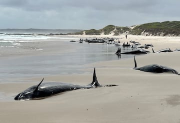 Los machos de estos delfines pueden llegar hasta 6 metros y las hembras son algo ms peque?as.