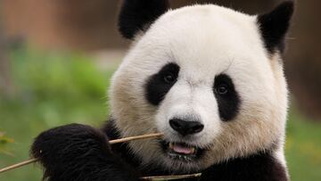 El té de caca de animal que cuesta 6.000 euros el kilo y es rico en nutrientes