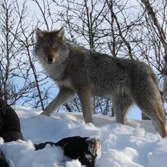 Aullidos bajo el sol de media noche