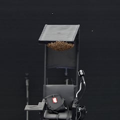 El partido entre Kvitova y Pera se retrasó... ¡por un enjambre de abejas!