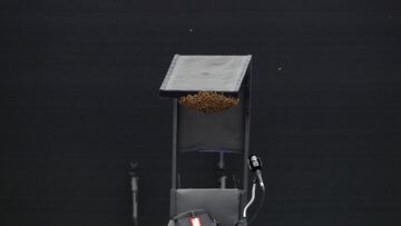 Fotograf¨ªa de un enjambre de abejas previo a un partido del torneo Guadalajara Open Akron WTA 1000, hoy, en el Centro Panamericano de Tenis en Guadalajara, estado de Jalisco (M¨¦xico).