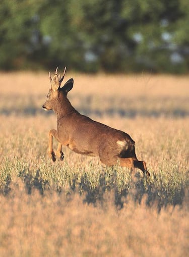 Momentos de un instante