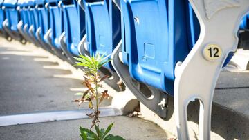 FOXBOROUGH, MA - OCTOBER 18: A weed grows through the ground at an empty Gillette Stadium on October 18, 2020 in Foxborough, Massachusetts.   Kathryn Riley/Getty Images/AFP
 == FOR NEWSPAPERS, INTERNET, TELCOS &amp; TELEVISION USE ONLY ==