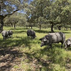 Estados Unidos declara a España la guerra del jamón ibérico