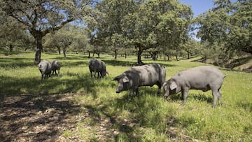 Estados Unidos declara a Espa?a la guerra del jam¨®n ib¨¦rico