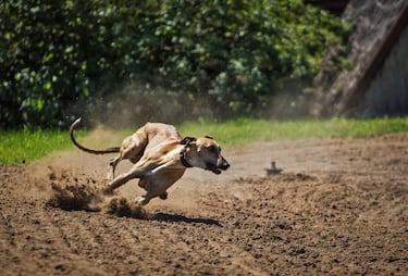 A la hora de elegir perro de caza…