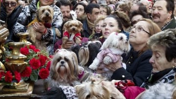 Fiestas de San Antón 2026 en Madrid: fechas, horarios, venta de panecillos, programa y desfile de mascotas
