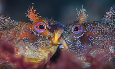 Henley Spiers es un premiado fotógrafo que aparece regularmente en prensa internacional como el The Sunday Times o el Der Spiegel, así como múltiples portadasd de revistas. Trabaja con su mujer, Jade, y es del Reino Unido. 