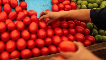 A study of wild tomatoes wild-growing tomatoes in the Galápagos islands has given new evidence that species can revert to an older state.