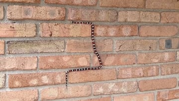 Vídeo: Serpiente pasa entre ladrillos y se hace viral por recordar al juego de Snake de Nokia