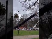 Insólito: talan árbol y destruyen por error un busto de Simón Bolívar
