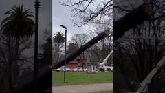 Insólito: talan árbol y destruyen por error un busto de Simón Bolívar