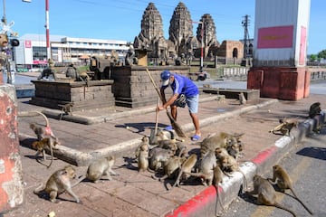 Una invasión de monos causa el caos en una ciudad de Tailandia