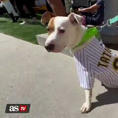 WATCH: San Diego Padres welcome dozens of dogs at Petco Park