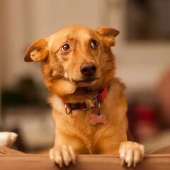 La Ley de Propiedad Horizontal lo confirma: si el perro de tu vecino está ladrando todo el día, puedes apelar al artículo 7.2