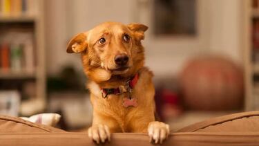 Ni fantasmas ni espíritus, qué ve nuestra mascota cuando se queda mirando a la nada