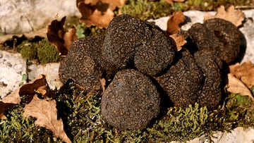 Este hongo se encuentra bajo el suelo en simbiósis con las raíces de robles, encinas y avellanos, principalmente, de los bosques del sur de Francia, España e Italia. La trufa desprende unas sustancias que hacen que no crezca hierba cerca de donde están enterradas. Es de forma rugosa con color oscuro tirando a negro. Puede medir de 3 a 12 centímetros de diámetro. Se reproduce en primavera, en verano y otoño, crecen y maduran. Por su especial sabor está muy cotizada en la gastronomía mundial.