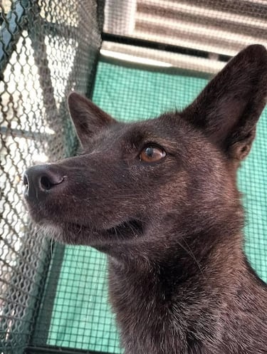 El primer cruce entre perro y zorro descubierto en la historia es un caso tan extraño como curioso