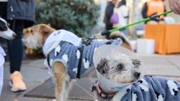 Jornada de esterilización en Bogotá.