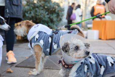 La San Perrestre 2023 se celebra con el objetivo de luchar contra el abandono y el maltrato de animales gracias al dinero recaudado con las inscripciones. La San Perrestre consiste en un tour por el centro histórico de Madrid al que asisten los participantes y sus perros. Además, se dan las ‘can panadas’, en las que las mascotas comen 12 bolas de pienso.