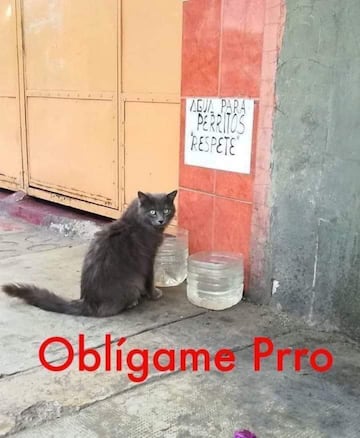 No te pierdas estos divertidos memes para conmemorar el 'Día Internacional del Gato' .