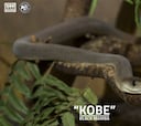 Bonito gesto en Atlanta: llaman 'Kobe' a una mamba negra