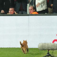 Besiktas not feline fine after cat incurs Champions League costs