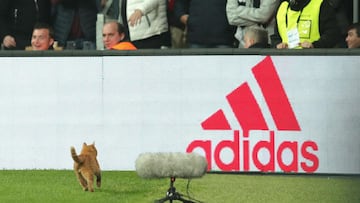 Besiktas not feline fine after cat incurs Champions League costs